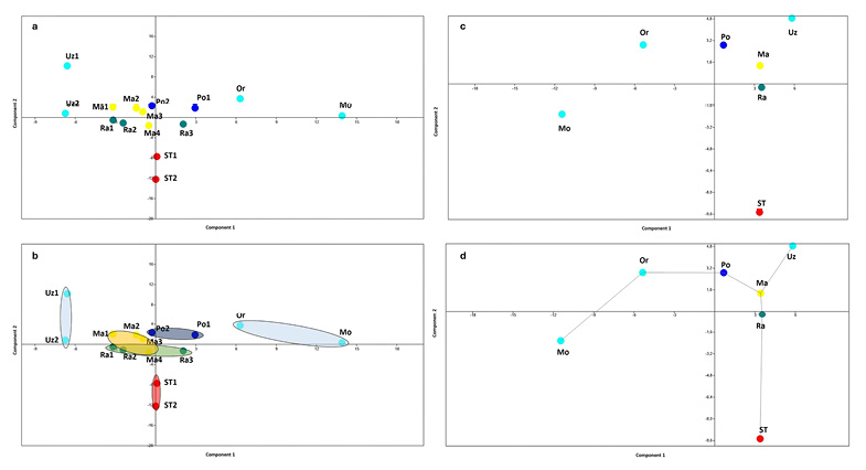 This figure shows the PCA of the Procrustes Coordinates for each specimen and the averages of each site.