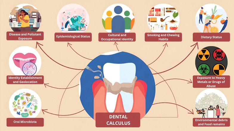 This diagram illustrates the importance of dental calculus: oral microbiota, identity establishment and geolocation, disease and pollutant exposure, epidemiological status, cultural and occupational identity, smoking and chewing habits, dietary status, exposure to heavy metals or drugs of abuse, environmental debris and food remains.