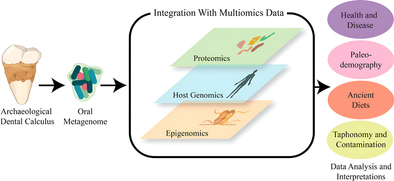 This diagram illustrates how archaeological dental calculus can be integrated with other applications such as multiomics data