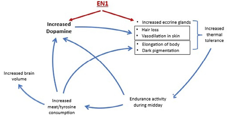 This figure shows how a recently discovered human-specific mutation of an enhancer to the engrailed gene, which controls both sweat gland formation and brain dopamine neuronal development, may have set in motion a continuous and long-lasting feedback loop involving dopamine.  Once elevated, dopamine could have through its hypothermic actions increased human endurance and allowed the procurement of meat in the midday savanna heat, thereby increasing tyrosine and ultimately brain dopamine, brain size, elongation of the body, and darkening of the skin.