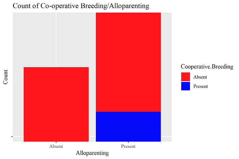 A bar graph showing co-operative breeding absence (red) and presence (blue) when analysing the distribution of allo-parenting species using the same binary logic. Co-operative breeding animals were always allo-parents within this dataset.