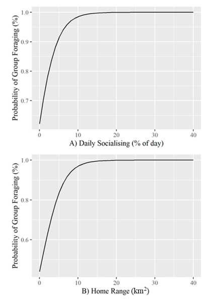 An exponential line graph with probability on the y-axis and SEMB variables on the x-axis. A) With home range kept at its mean, daily socialising strongly predicts a group foraging in primates. B) With daily socialising kept at its mean, home range strongly predicts group foraging in primates.