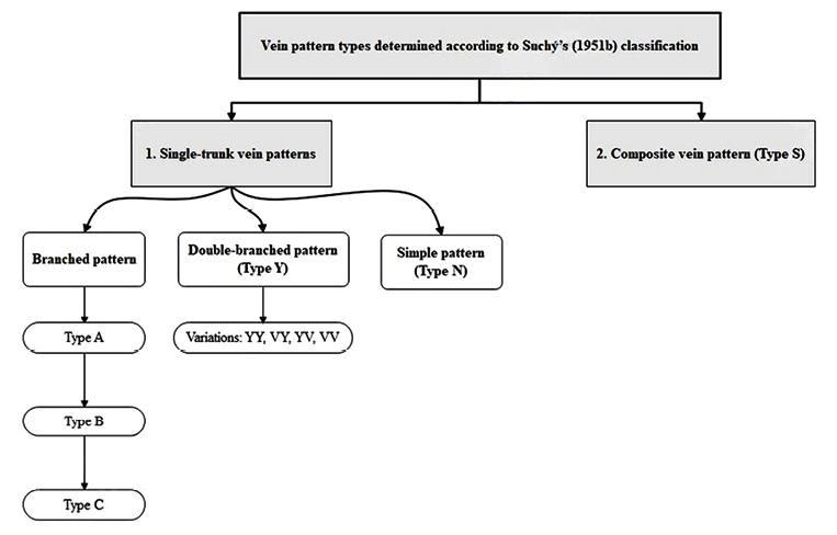 This is a diagram that summarizes the classification of dorsal hand vein patterns as per Suchý (1951b).