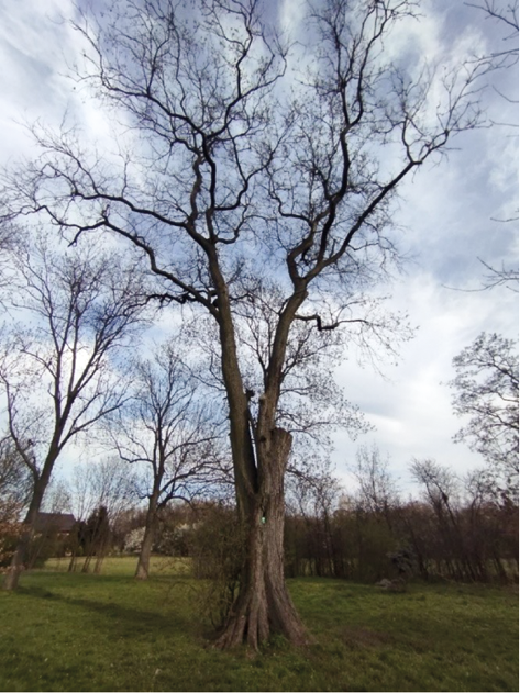 Pomnikowy wiąz szypułkowy „Klemens” (obwód 365 cm, Uniejów, 2024) z widocznym masywnym pniem i rozłożystą koroną.