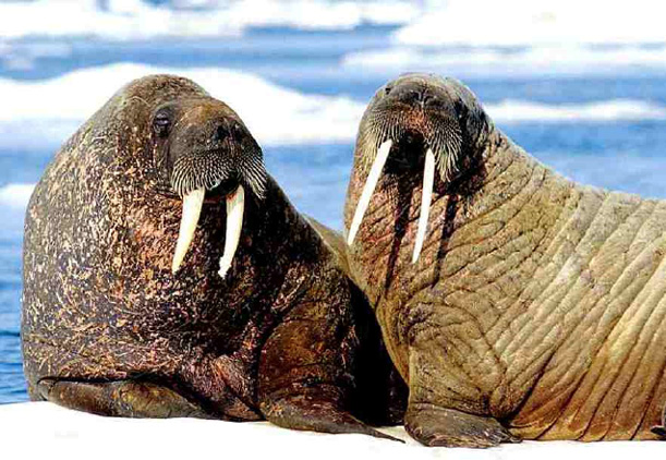 Ilustracja 2. Mors arktyczny, Odobenus rosmarus L