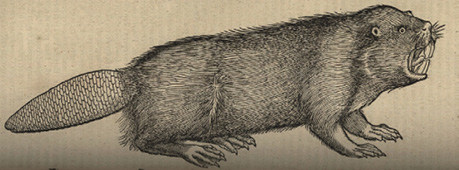 Ilustracja 4. Bóbr europejski (Castor fiber L.). Rysunek anonimowy z XVI wieku