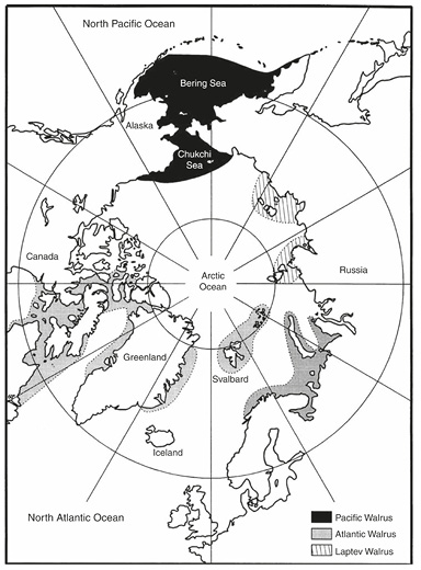 Ilustracja 1. Aktualna dystrybucja morsa arktycznego z podziałem na jego podgatunki. Szarym kolorem zaznaczono miejsca występowania morsa atlantyckiego