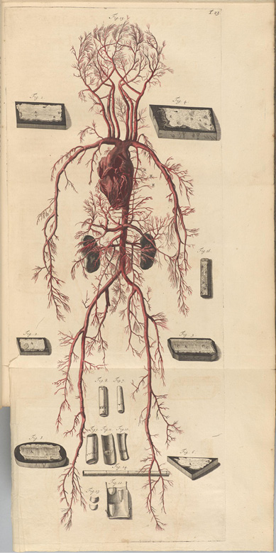 Illustration anatomique ancienne : système circulatoire humain avec le cœur au centre, artères et veines rayonnant dans le corps. Figures numérotées autour montrent des vues détaillées des structures vasculaires.