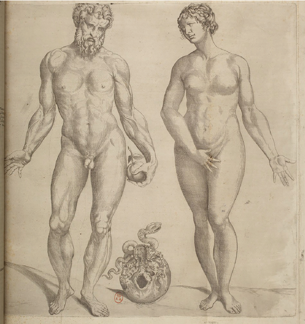 Illustration anatomique ancienne : l’homme tient une pomme, la femme cache sa nudité. Un serpent grimpe sur un organe central. Scène inspirée de la Genèse, symbolisant la tentation et la chute originelle