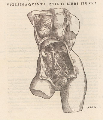 lllustration anatomique du corps humain : vue détaillée du torse avec muscles, os et organes internes. Titre latin en haut indiquant qu’il s’agit de la 25e figure du cinquième livre.