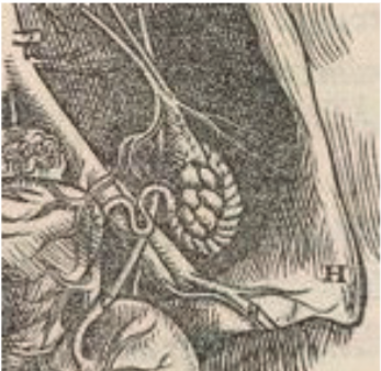 lllustration anatomique du corps féminin. La matrice n’y est plus présentée comme un espace creux, mais comme un ensemble complexe d’organes liés entre eux.