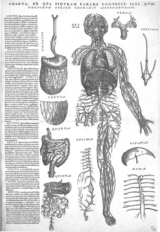 Planche anatomique détaillée : corps humain avec cerveau, moelle épinière et organes internes (cœur, poumons, foie, reins, intestins). Texte latin décrivant chaque système corporel.