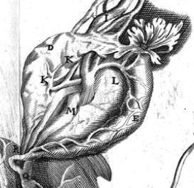 Illustration anatomique ancienne de R. De Graaf : extrémités des trompes utérines transformées en fleurs. Détail agrandi représentant la matrice comme un jardin fécond.