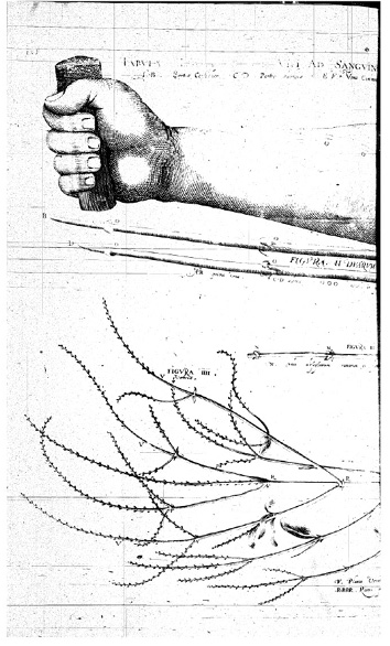 Illustration anatomique ancienne : bras tenant un objet cylindrique, avec des lignes courbes suggérant le mouvement. Image issue des collections de la Bibliothèque nationale de France (gallica.bnf.fr).