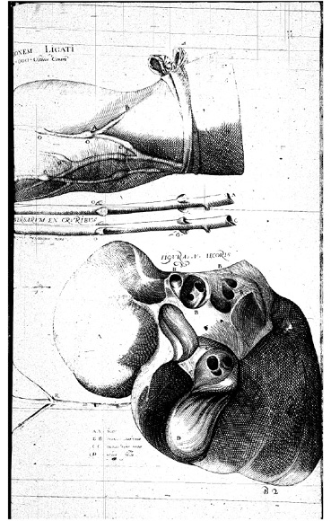 Planche anatomique ancienne : vue du membre inférieur avec muscles et ligaments étiquetés, instruments médicaux en bas ; analogie visuelle entre le corps humain et le monde végétal suggérée par la composition.