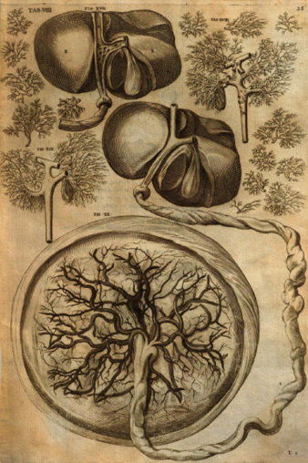 Planche anatomique ancienne : vues détaillées du placenta humain et du cordon ombilical, avec vaisseaux sanguins ramifiés. Plusieurs figures étiquetées illustrent les structures internes et vasculaires.