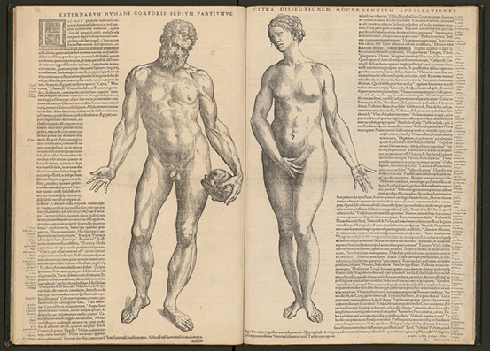Gravure en noir et blanc représentant une double page d’un ouvrage ancien avec des illustrations anatomiques détaillées d’un homme et d’une femme, accompagnées de descriptions en latin sur les structures corporelles.