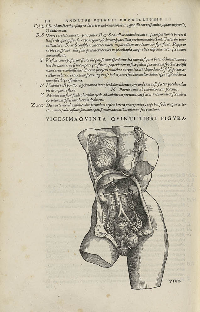Page d’un ouvrage médical ancien avec une illustration anatomique du torse humain, montrant les organes internes. Texte explicatif en latin, extrait des travaux d’Andreas Vesalius, pionnier de l’anatomie moderne.