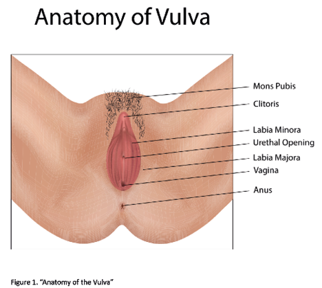 Anatomical illustration of the vulva by Montenegro, showing external genital structures. Asset ID: 361516028. Source: Shutterstock.