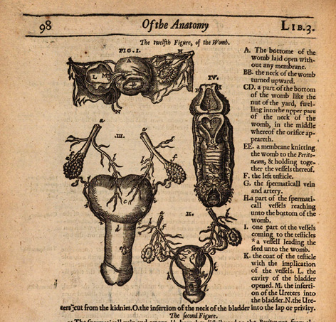 Page anatomique ancienne montrant des illustrations détaillées de l’utérus et des structures associées. Figures numérotées et légendées décrivent les veines, artères, testicules, vessie et membranes internes.