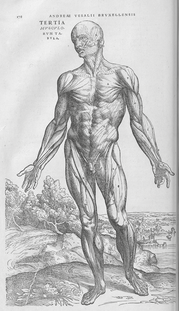 Dessin de l’homme avec l’anatomie musculaire : figure masculine nue aux bras et jambes bien dessinés. En arrière-plan, on aperçoit un paysage avec des arbres et une ville.