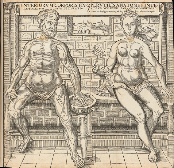 Illustration anatomique de deux figures assises, homme à gauche et femme à droite, avec muscles et organes internes exposés. Les têtes sont absentes. Texte latin en haut : “Interiorum corporis HV”.