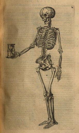 Illustration anatomique d’un squelette humain debout, tenant un sablier dans la main droite. Le dessin met en valeur la structure osseuse avec un style artistique et symbolique.