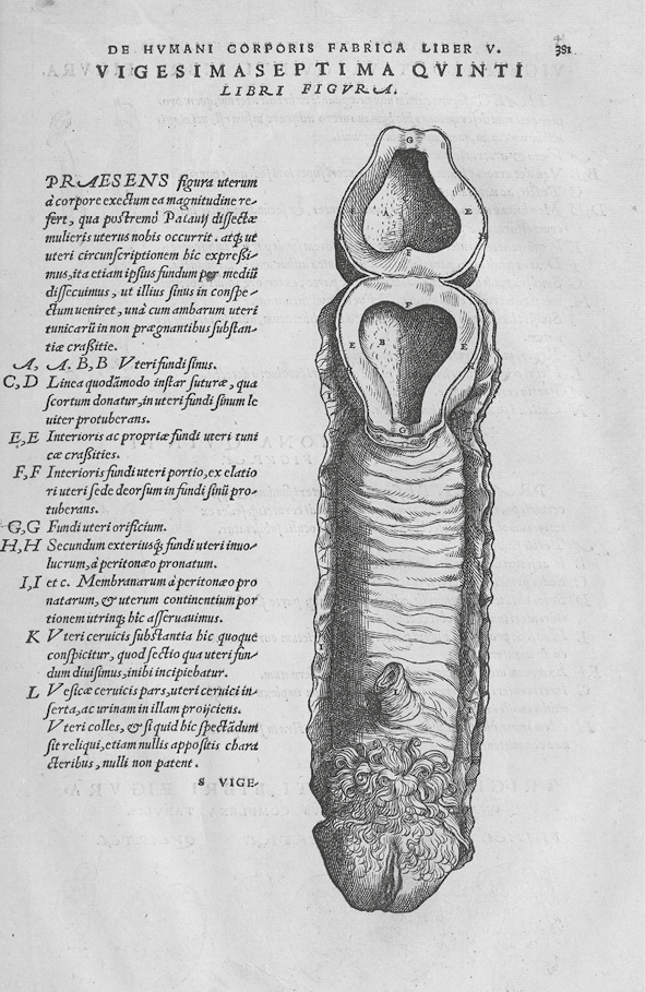 Illustration anatomique historique représentant une coupe détaillée de l’appareil reproducteur féminin, avec un titre en latin, des légendes alphabétiques et un texte explicatif sur le côté gauche.