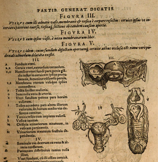 Illustration anatomique du système reproducteur féminin : vues détaillées de l’utérus, des vaisseaux, des membranes et de la vessie. Schéma technique avec annotations latines précises.