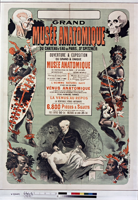 Affiche du Grand Musée Anatomique du Dr Spitzner, Paris, vers 1900. Illustrations de corps humains, squelettes et figures musculaires. Mention de 6 800 pièces exposées. Entrée : 50 cts adultes, 25 cts enfants. 