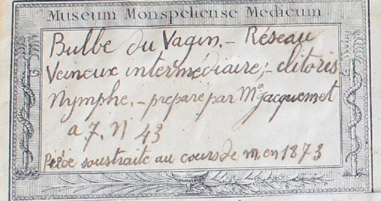 Détail de l’appareil génital féminin : vagin, utérus, trompes et ovaires. Préparation anatomique sèche du XIXᵉ siècle attribuée à Jacquemet. Collection MH (2004), Faculté de médecine, Université de Montpellier. 