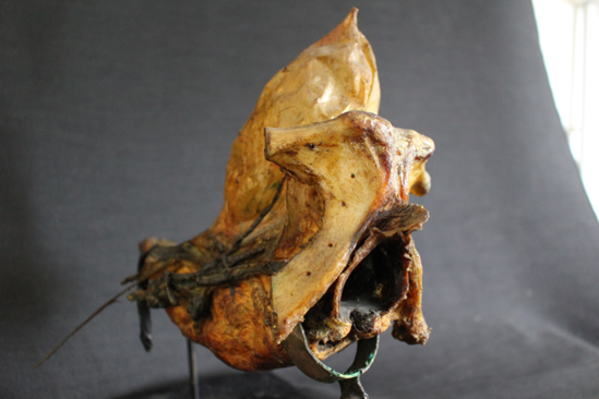 Préparation anatomique sèche, XIXᵉ siècle, classée monument historique en 2004. Détail issu des collections de la faculté de médecine de l’Université de Montpellier. 