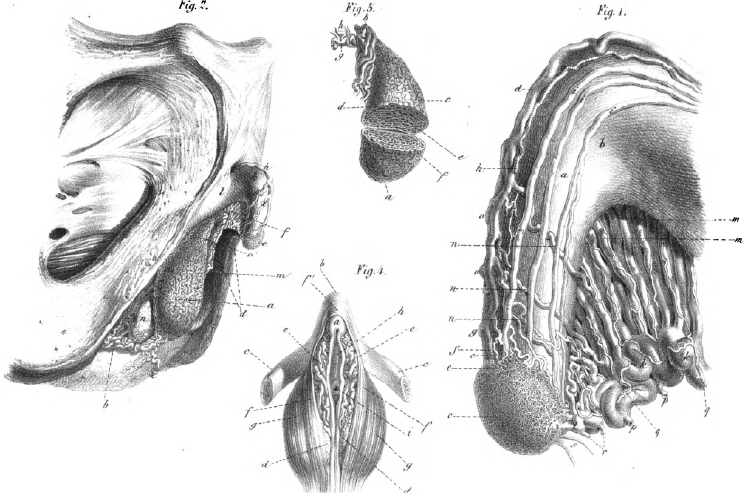 Planches anatomiques du clitoris, extraites de l’ouvrage de G.L. Kobelt sur l’appareil génital humain et animal, trad. Kaula, Strasbourg-Paris, Berger-Levrault, 1851. Domaine public. 