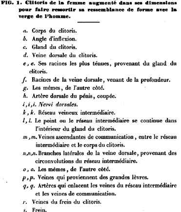 Planches anatomiques du clitoris, extraites de l’ouvrage de G.L. Kobelt sur l’appareil génital humain et animal, trad. Kaula, Strasbourg-Paris, Berger-Levrault, 1851. Domaine public. 