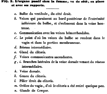 Planches anatomiques du clitoris, extraites de l’ouvrage de G.L. Kobelt sur l’appareil génital humain et animal, trad. Kaula, Strasbourg-Paris, Berger-Levrault, 1851. Domaine public. 