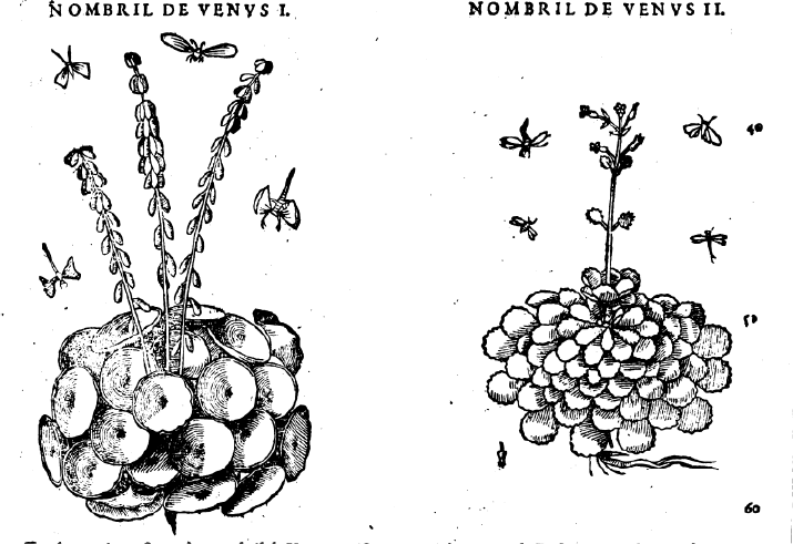 Gravures en noir et blanc représentant la plante « nombril de Vénus », discutée dans l’article. Illustrations extraites d’un ouvrage du botaniste italien Pietro Andrea Mattioli.