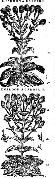 Gravure en noir et blanc représentant la plante «chardon à carder », discutée dans l’article. Illustration extraite d’un ouvrage du botaniste italien Pietro Andrea Mattioli.