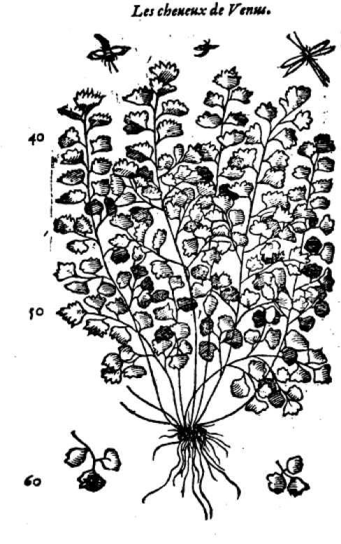 Gravure en noir et blanc représentant la plante « cheveux de Vénus », discutée dans l’article. Illustration extraite d’un ouvrage du botaniste italien Pietro Andrea Mattioli.