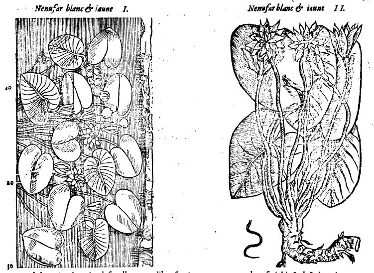 Gravures en noir et blanc représentant la plante « nénuphar », discutée dans l’article. Illustrations extraites d’un ouvrage du botaniste italien Pietro Andrea Mattioli.