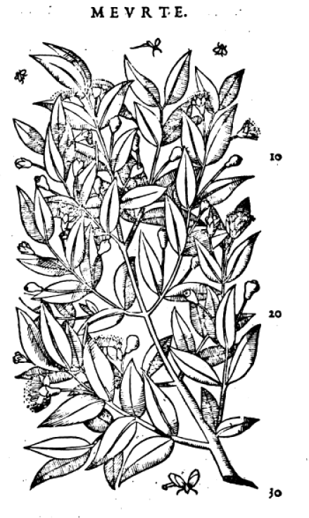 Gravure en noir et blanc représentant la plante « myrte », discutée dans l’article. Illustration extraite d’un ouvrage du botaniste italien Pietro Andrea Mattioli.