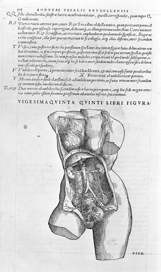Historical anatomical illustration of the human torso showing abdominal organs. Latin labels describe peritoneal structures, musculature, and vascular anatomy. Titled “Vigesima Quinta Quinti Libri Figura” by Andreas Vesalius.