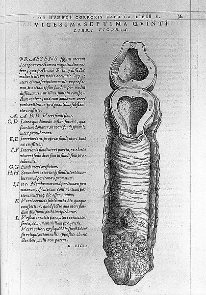 An anatomical cross-section of the female pelvis from a historical medical text, showing the uterus, vaginal canal, and surrounding structures. Latin labels detail layers, membranes, and vascular anatomy. Titled “Vigesimaseptima Quinti Libri Figura”.