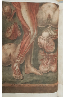 Gautier D’Agoty pioneered four-plate color printing in anatomy. His 1759 folio explores female sexual anatomy, while the earlier volume (1752–55) delves into intersex bodies, blending science and visual innovation. 