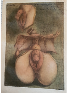 Gautier D’Agoty pioneered four-plate color printing in anatomy. His 1759 folio explores female sexual anatomy, while the earlier volume (1752–55) delves into intersex bodies, blending science and visual innovation. 