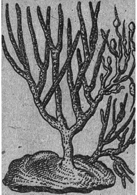 Illustration ancienne : structure ramifiée de corail ressemblant à un petit arbre, enracinée sur une base. Légende en bas : “Arbrisseau du Corail”, pag. 400